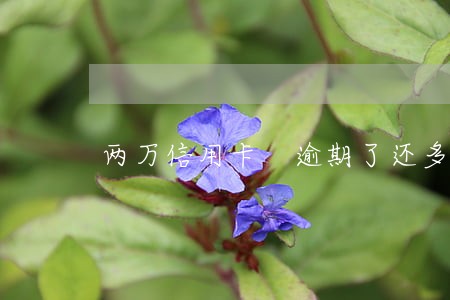 两万信用卡 逾期了还多少钱 两万信用卡 逾期了还多少钱